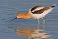 Шилоклювка фото (Recurvirostra avosetta) - изображение №1024 onbird.ru.<br>Источник: naturemappingfoundation.org